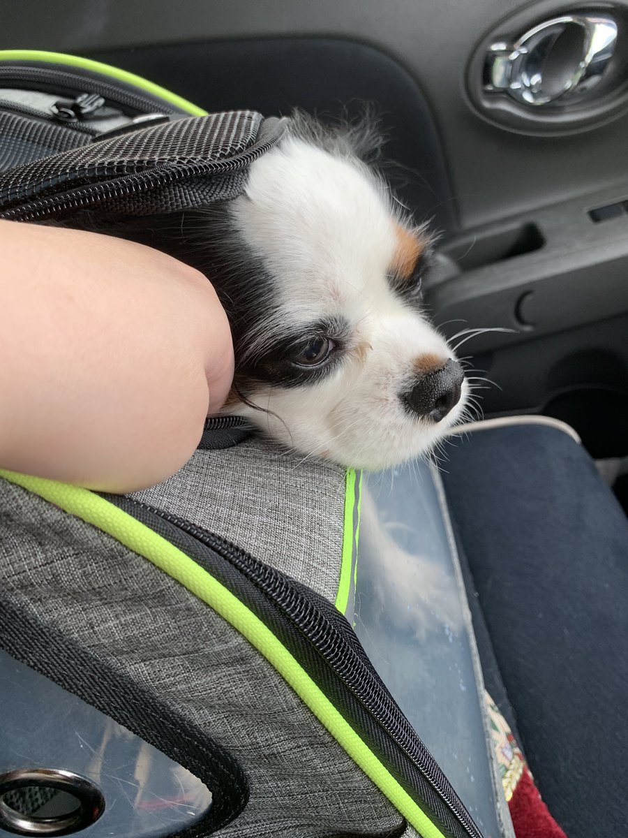 dogstella2's tweet photo. わんだらけ行ってきます〜 https://t.co/E8MOtZVbIG