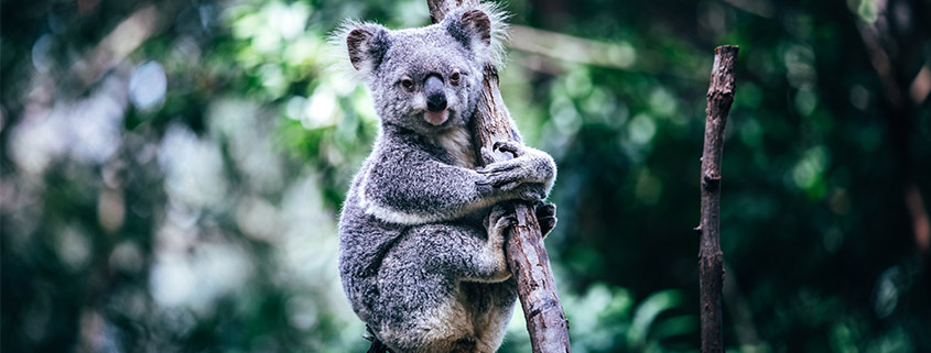 Qld govt announces MILLIONS in funding for Koalas, threatened species zpr.io/yH7twjbXMTmv #GoldCoastNews