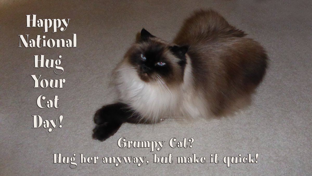 JeanineLSeremi's tweet photo. Happy #NationalHugYourCatDay #Caturday This is not grumpy cat but dangerously cute anyway 😂 https://t.co/e97j7kpnt0