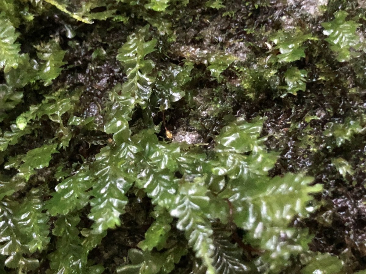 【森の魅力を伝えるシリーズ！苔編①】
今日は苔むす森と言われる奥入瀬渓流（青森）の苔の様子をご紹介！「奥入瀬自然史博物館（2019)」という本によると、むすとは、「生す」「産す」と表すらしいです。苔はいろんな命を結ぶものなのです！

近くにある苔にも目を向けてみると違った世界が見えるかも