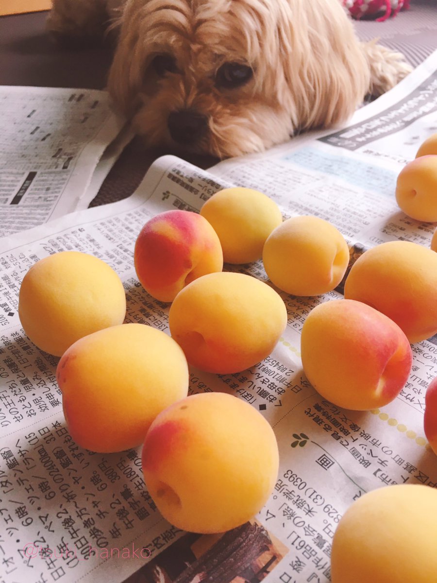今年も梅干し作り。今回は完熟じゃない梅を買って家で追熟させてみました。
いい匂いが徐々に充満していくのが分かって楽しかったです。モフさんもうっとり。
かっこいいサイン入りの梅もありました。
#はなこと旦那とモフ https://t.co/9stuxrpJxO