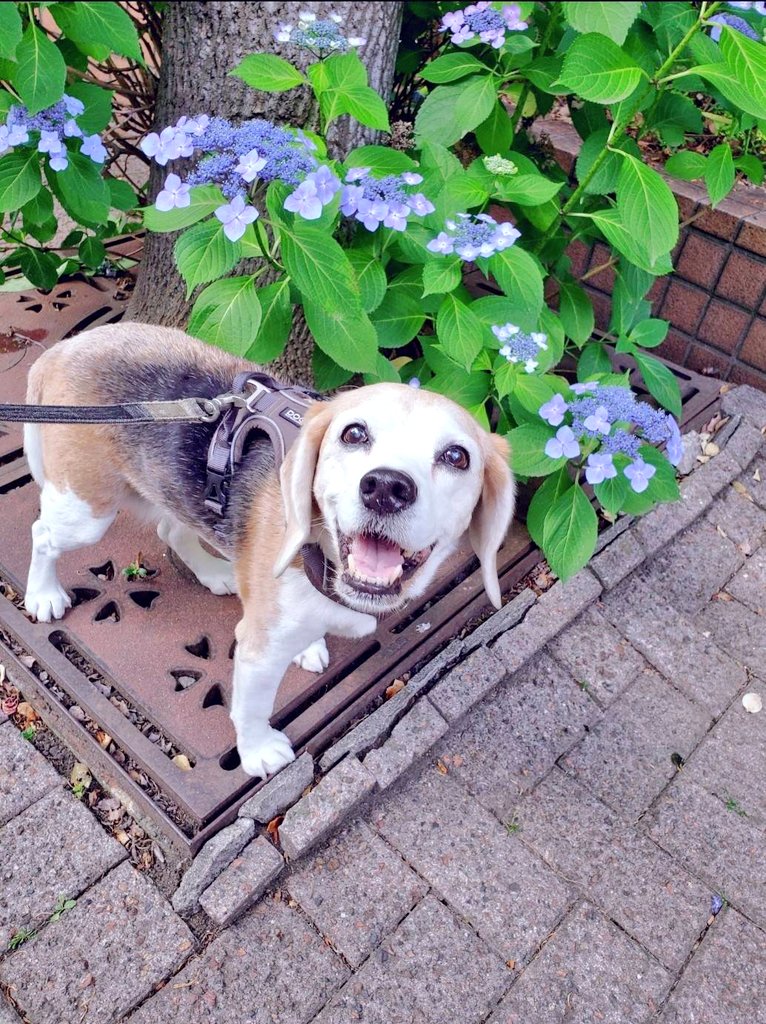 Nala_Thanks's tweet photo. 過去の写真を「いいね」してもらい、 TLに表示されました。

忘れかけていた笑顔。
あらためて、ならに感謝の気持ちでいっぱいになりました。
カートを買おうかな、と思います！😊
#Nalathebeagle #beagle #ビーグル #いぬのきもち #秘密結社老犬倶楽部 #犬好きさんと繋がりたい #癌 #紫陽花 #JUN2021 https://t.co/oIbx5vWfGT