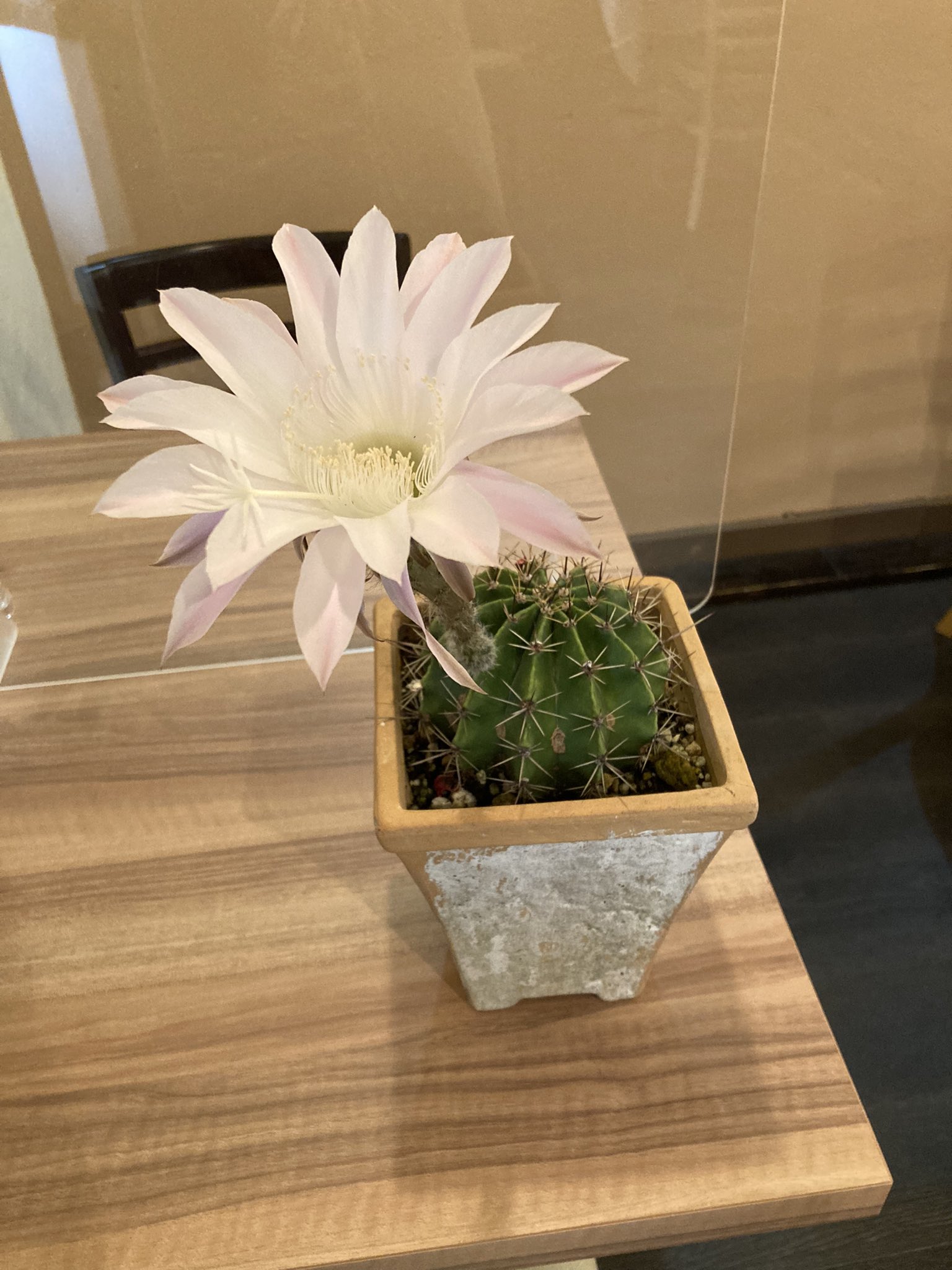 ひとまち喫茶 いただいたサボテンに めったに咲かない綺麗な花が咲きました ひとまち喫茶 喫茶店 さぼてん 花 カフェ モーニング ランチ 愛知県 小牧市 小牧市喫茶店 牛すじカレー ワンプレート 950円ランチ 本日のランチ あいスタ認証 ひとまち喫茶 いただいたサボテンに めったに咲かない綺麗な花が咲きました ひとまち喫茶 喫茶店 さぼてん 花 カフェ モーニング ランチ 愛知県 小牧市 小牧市喫茶店 牛すじカレー ワンプレート 950円ランチ 本日のランチ あいスタ認証