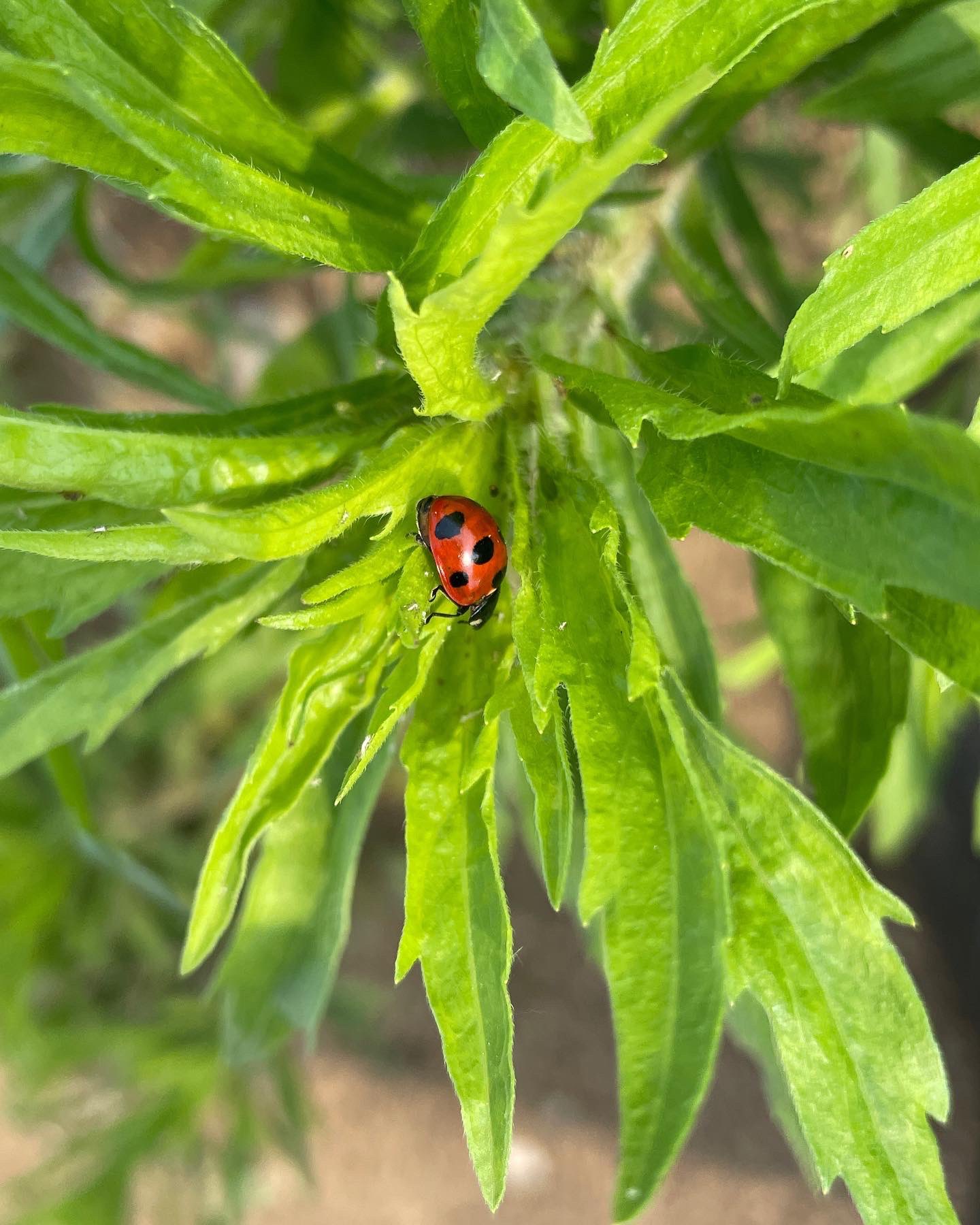まるはち 農業で笑顔 ナナホシテントウ奥にナミテントウの益虫コンビ 天道虫は肉食系菌食系が益虫で草食系が害虫 ゴ ブリみたく１匹いたら100匹いるの法則で２匹いたし0匹はいるかなぁ なんて呑気な事考えながら作業してたとさ笑 三浦半島 夢中