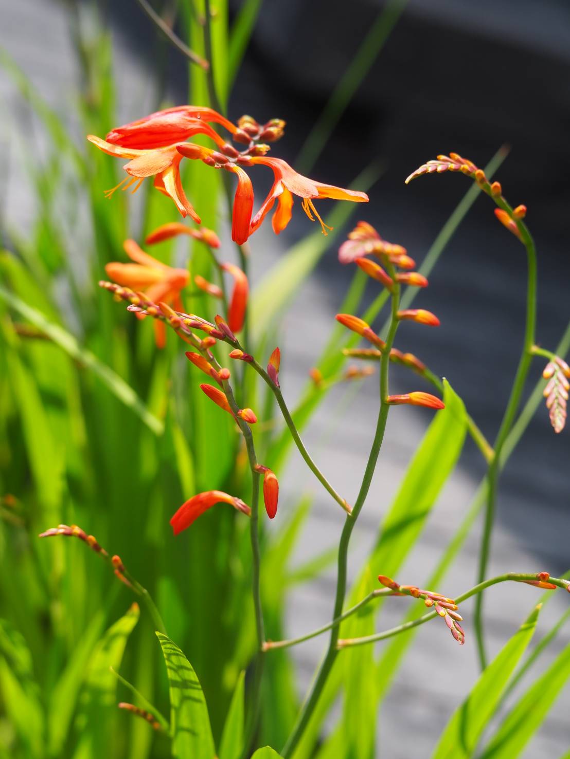 花凛𓂃 𓈒𓏸 22年6月5日 花写真 ヒメヒオウギズイセン 花言葉 陽気 Tlを花でいっぱいにしよう T Co Hmyzy30xot Twitter 花凛𓂃 𓈒𓏸 22年6月5日 花写真 ヒメヒオウギズイセン 花言葉 陽気 Tlを花でいっぱいにしよう T Co Hmyzy30xot Twitter