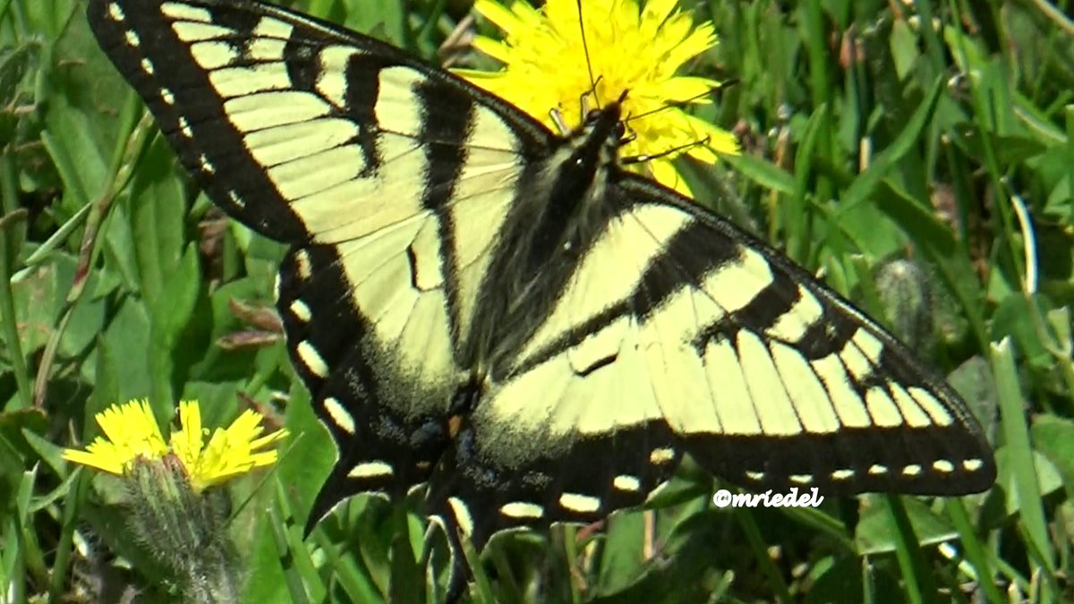 margit_riedel's tweet photo. ANOTHER WILD MEADOW GUEST #TwitterNatureCommuity #NatureBeauty #naturelovers #Nature #biodiversity #biodiversityday #ecology #Sustainability #NoGlyphosate #eildflwoers seed out wildflowers, food for them and joy for you. Keep your environment toxin free. Create wild meadows! https://t.co/CybTVw4Fei