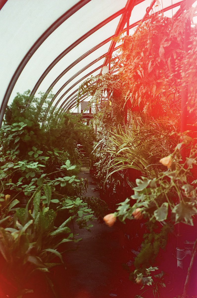 Greenhouse ultraheaven on psychedelic blues film ✨
#35mm #filmphotography #thedaily35mm