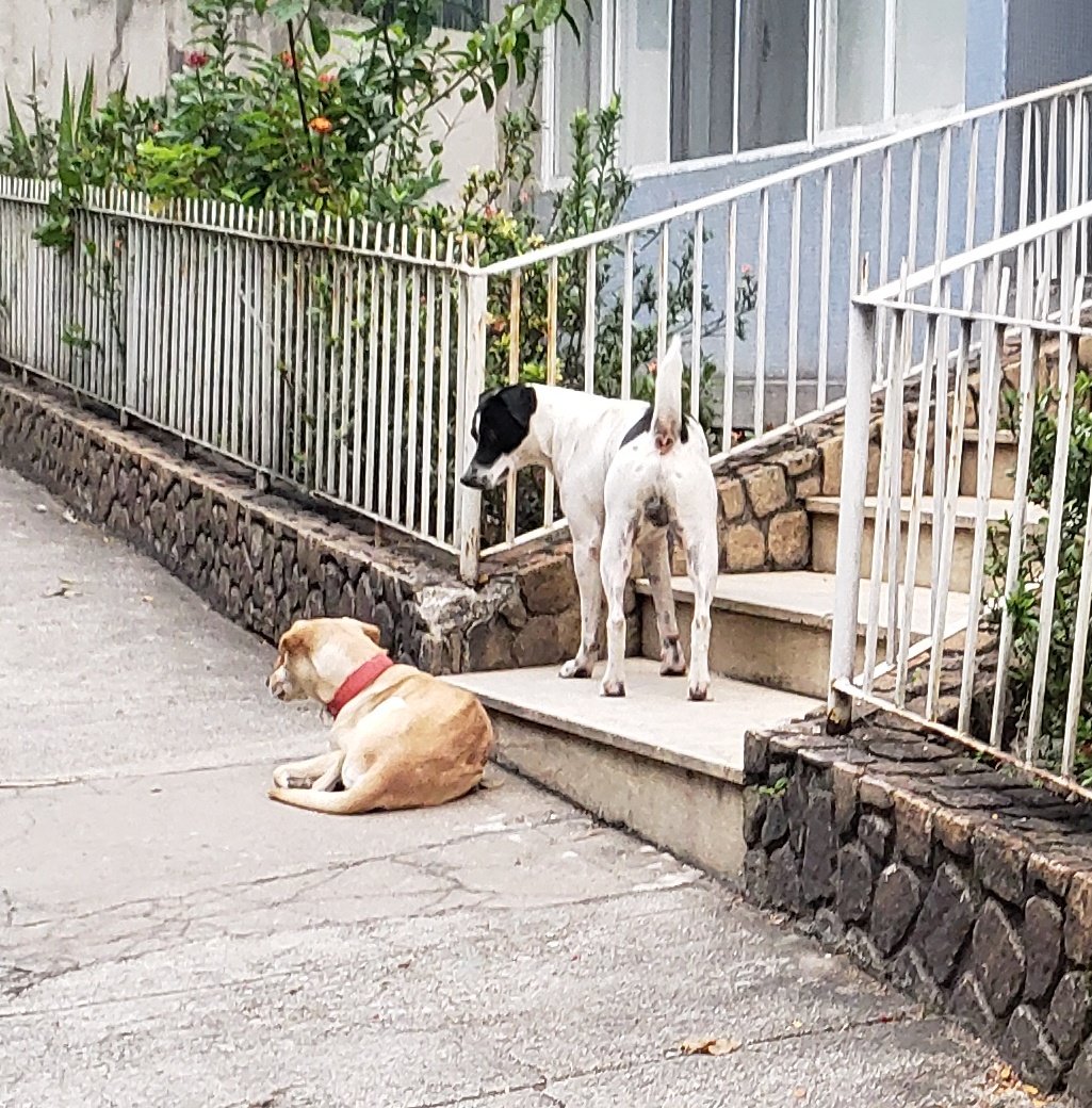 ivonepita's tweet photo. Caramelo e Canjicão 

estão nas ruas de Santa Teresa, RIO DE JANEIRO, ambos jovens, porte médio, e muito carinhosos. Não sabem andar na rua.

RT do amor para acharmos as famílias ou adotantes para eles https://t.co/Dy0RicS6Fg