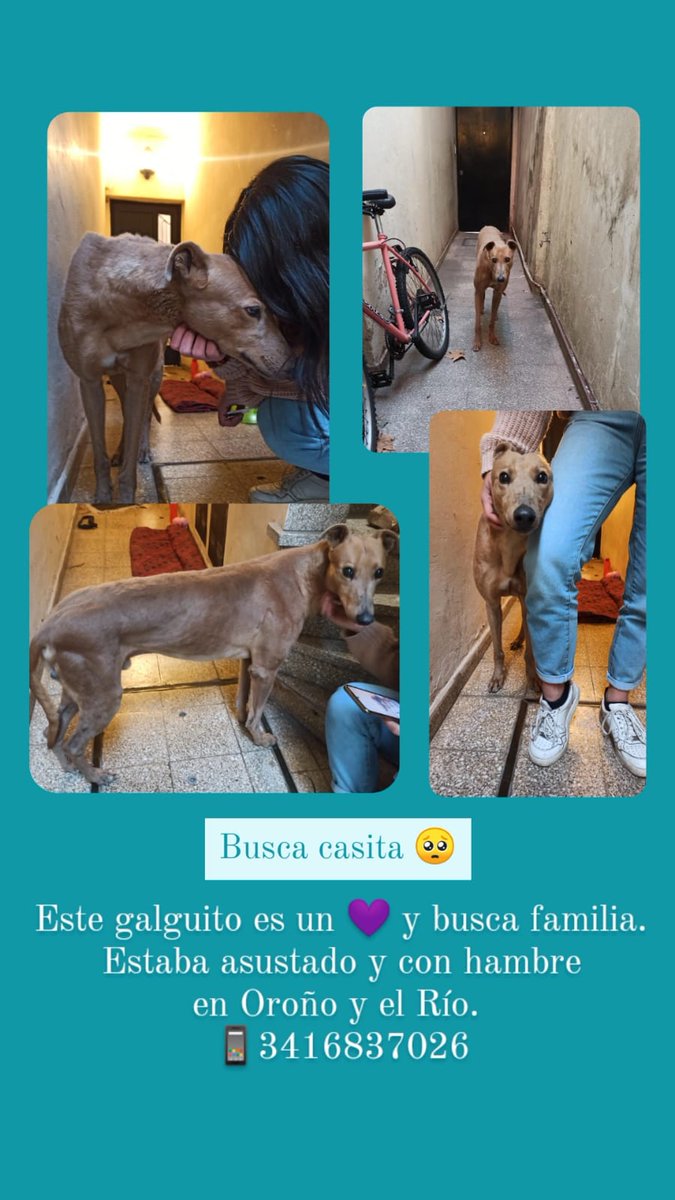 Rescatamos este galguito perdido en el parque. Busca un hogar! 
Si no podes dale compartir porfi 🤍