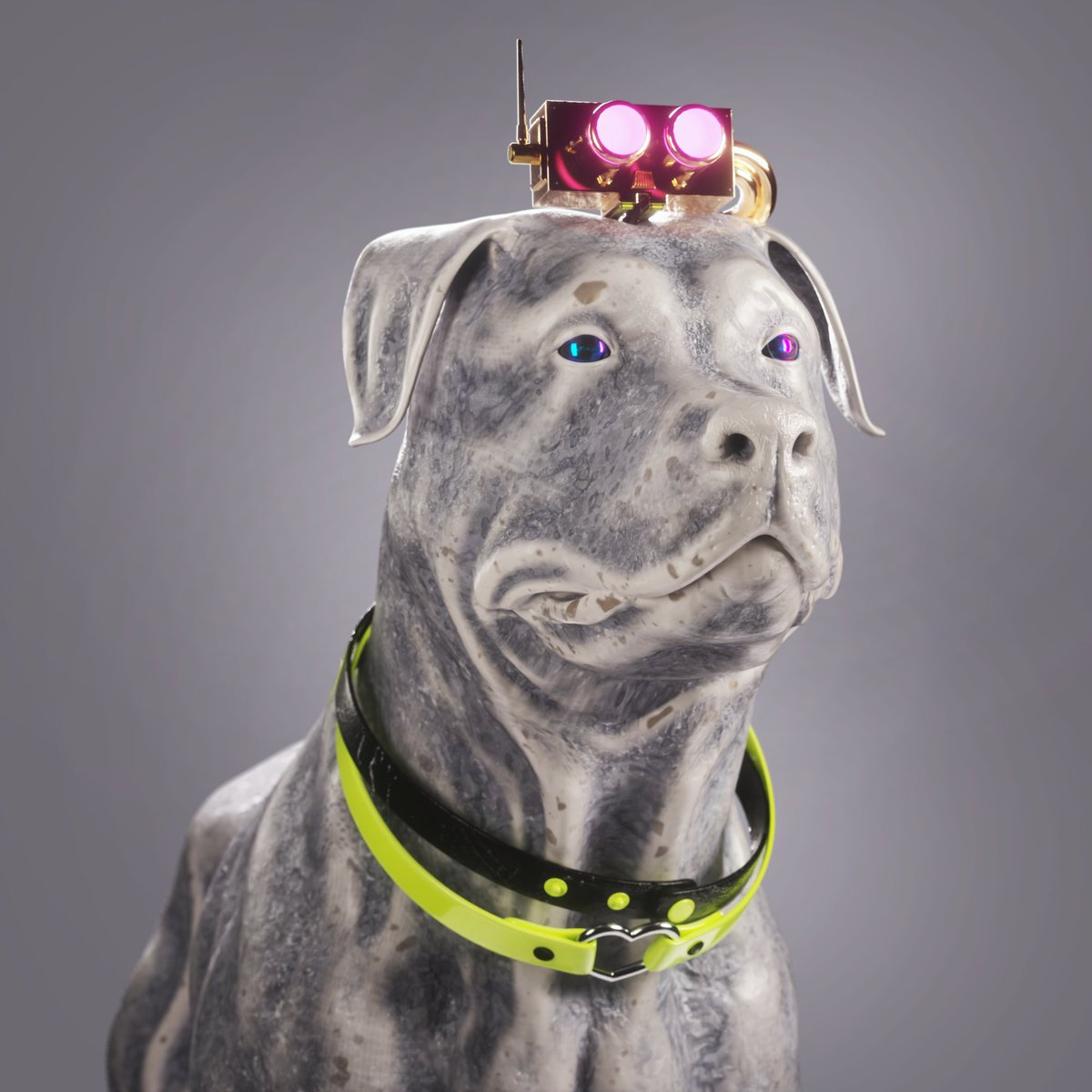 What a week in K9s! 
Our alpha group has seen immense success...

Currently being swept and only 11 K9 passes left up for sale! opensea.io/collection/k9a…

#Giveaway of 1 K9 access pass!🥳

Like, retweet and tag 3 friends to enter!🚀

Ends in 24 hours. Good luck!🐶