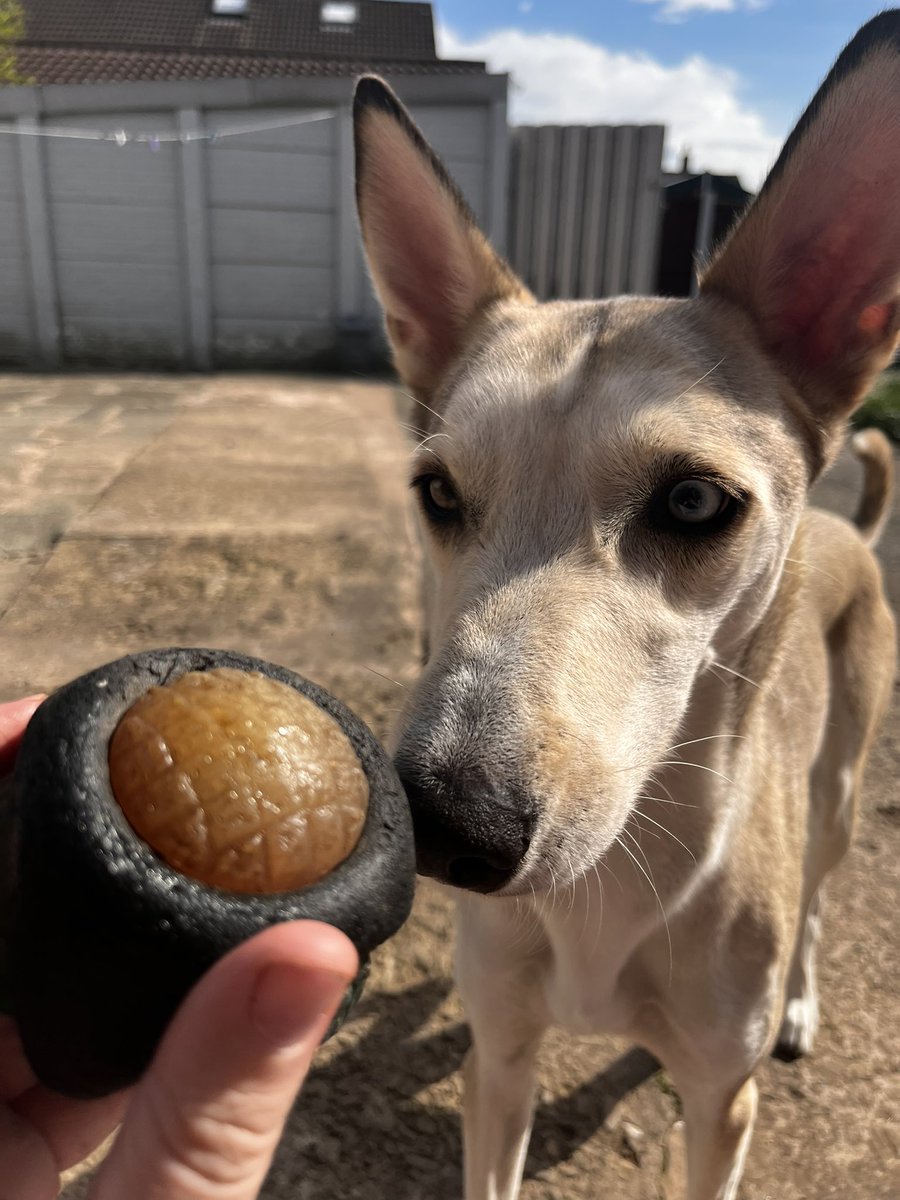 AimzBilling's tweet photo. Ivy loves ball in the garden 🎾 🐕 https://t.co/T0QRt3mYbg
