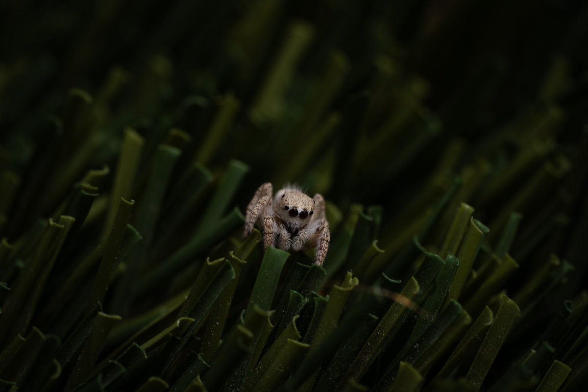 Look at this cute little guy, who was trying to navigate our backyard