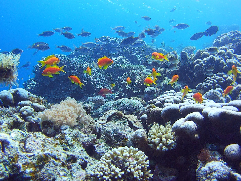 5 juin : Journée mondiale de l’environnement. Ensemble, luttons pour une seule Terre impliquant des changements de comportements compatibles avec un environnement sain et des communautés résilientes face aux bouleversements écologiques et climatiques.<a href="/pnmMoheli/">Parc National de Mohéli</a>,#Conservation,#Dpt