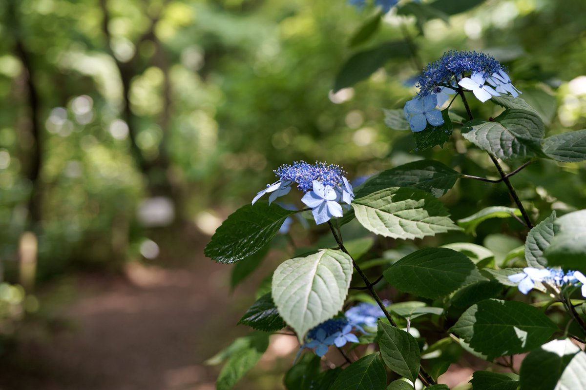 山紫陽花
*はじける青*

土佐美鈴　瀬戸の鶴姫
土佐遊蝶　黒姫

#ヤマアジサイ #hydrangea #hydrangea_serrata 
あじさい寺 高幡不動尊 31日