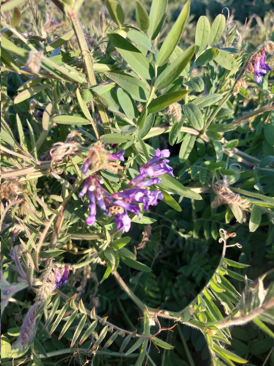 IngJoseCuello's tweet photo. Vicia resembrada naturalmente! 
Eleodoro Lobos - San Luis https://t.co/G2X0cL0OgK