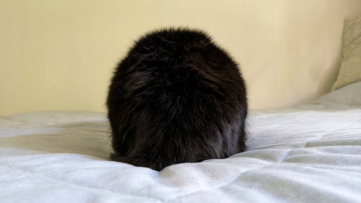 CuriousZelda's tweet photo. This is a special weekend
And I'm a special cat
The Queen asked me a favour 
And now I am a hat https://t.co/vXqSfpKb1M