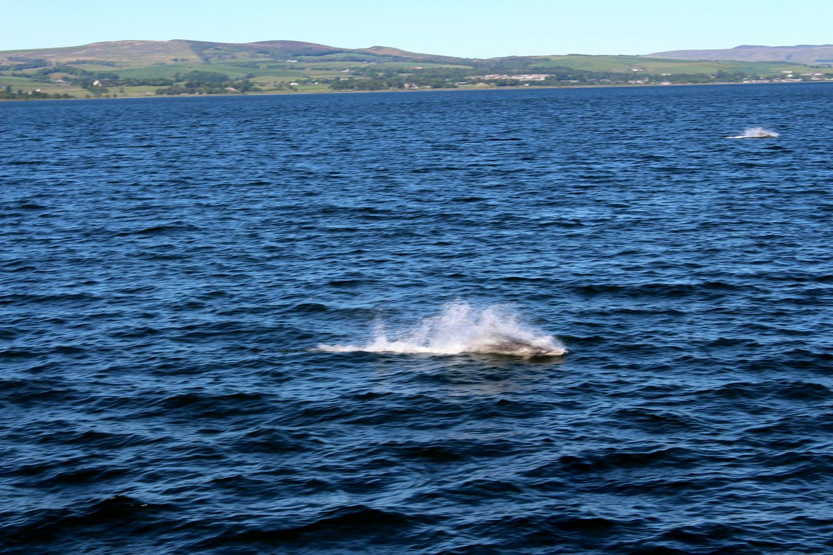 RobGJohnson's tweet photo. @GlasgowWEToday @PS_Waverley A fantastic trip, our first "doon the watter" to Tighnabruaich and an added bonus of these guys following the boat https://t.co/J32wnfREpi