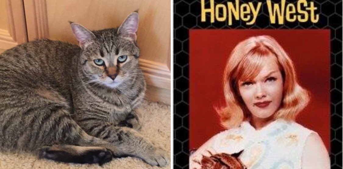 GayMafiaBoss's tweet photo. @CBSLA Honey West, for obvious reasons 😻 https://t.co/dafTPzfJOr