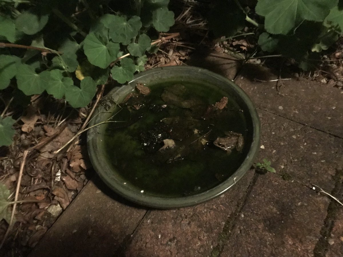 frozenprawn's tweet image. Two #Frogs and two #Toads in my front garden 🪴🐸🐸🐸🐸💦#PaddlingPool tonight. ⁦@BBCSpringwatch⁩ #Springwatch ⁦@HenleyToads⁩ ⁦@ARGroupsUK⁩