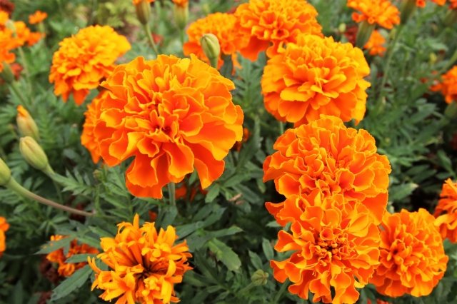 تويتر そーすけ على تويتر おはようございます 今日の花は マリーゴールド 花言葉は 嫉妬 大切に想う程 確かな言葉が欲しくなる ただ そばにいて欲しいだけなのに そんな自分が嫌になったりもしますよね でも良いんです だって 大好きなんですから تويتر そーすけ على تويتر おはようございます 今日の花は マリーゴールド 花言葉は 嫉妬 大切に想う程 確かな言葉が欲しくなる ただ そばにいて欲しいだけなのに そんな自分が嫌になったりもしますよね でも良いんです だって 大好きなんですから