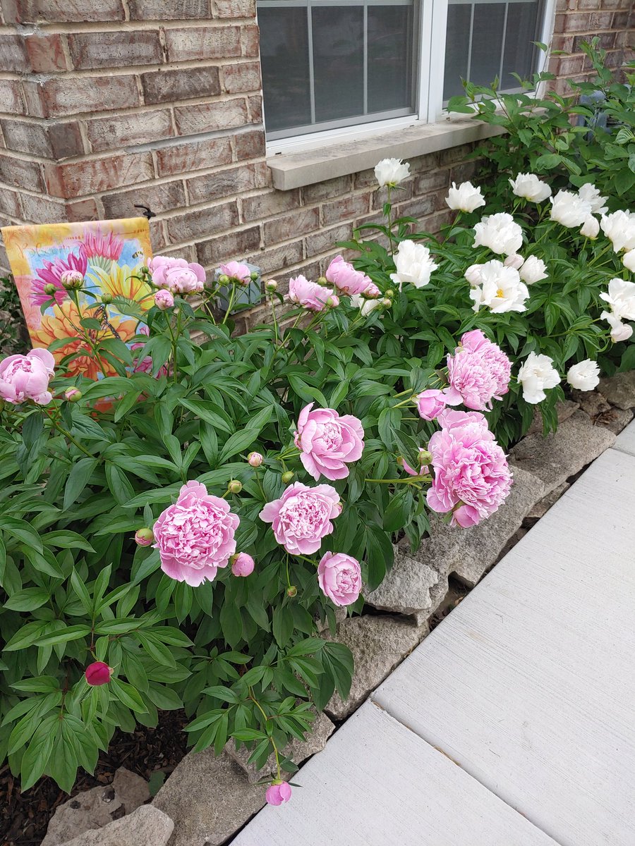 cstoll0307's tweet photo. My Peonies finally opening up! https://t.co/fSMJPjRSIs