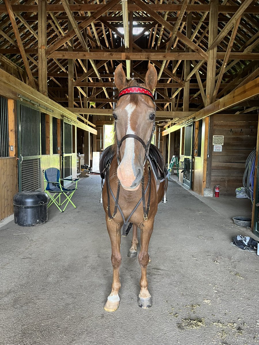 cb_deluca's tweet photo. Expectation v. Reality, chestnut mare edition.

Summer looks good on you, Bella 💚 https://t.co/dukgnCZYIz