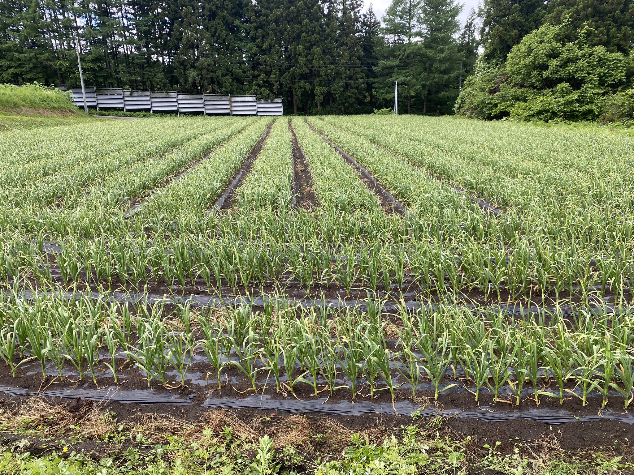 みやむらゆうき あさから トウを取る にんにくに栄養を集中させるために摘み取る にんにくが花を咲かせようと 茎を伸ばし蕾が出る 花茎 かけいと読むこの部分が にんにくの芽 として知られてるところ T Co Fi8goq5jee Twitter