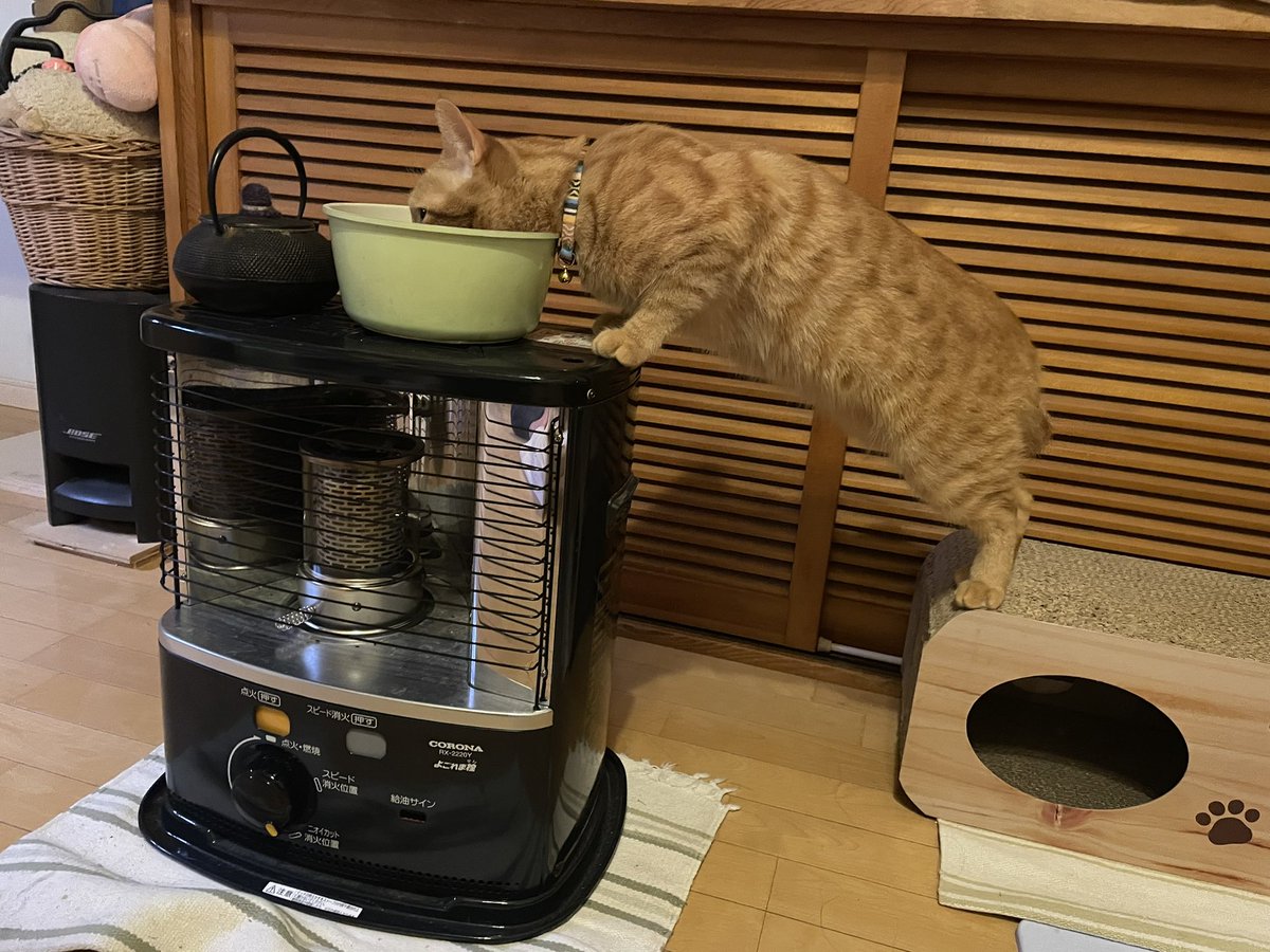 browncatsyun's tweet photo. そこまでして飲まんでも https://t.co/htLX9gJZfX