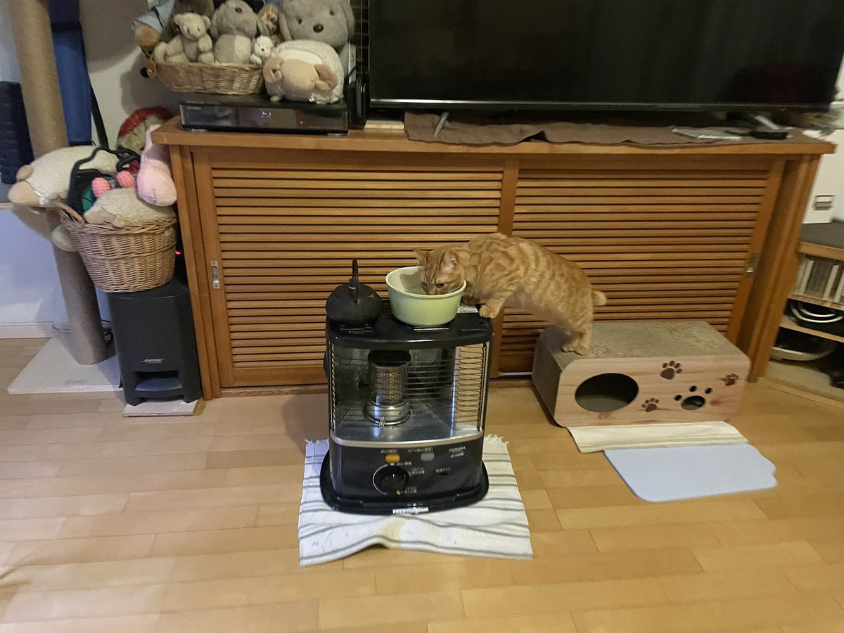 browncatsyun's tweet photo. そこまでして飲まんでも https://t.co/htLX9gJZfX