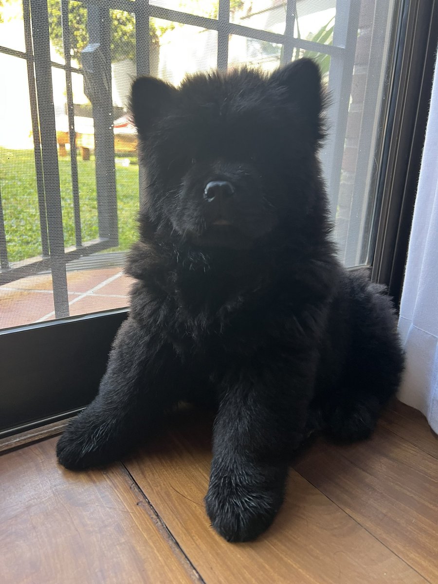 LauWolow's tweet photo. Les presento a mi bb https://t.co/MwXsf8pnv8