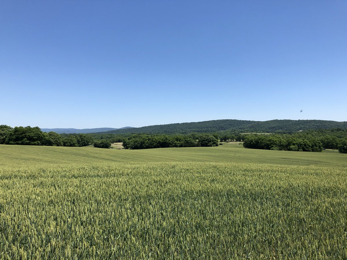 CivilWarOnTour's tweet image. One of my favorite views #finalattack #pegramsbattery #aphill #ixcorps ⁦@Antietamnps1862⁩