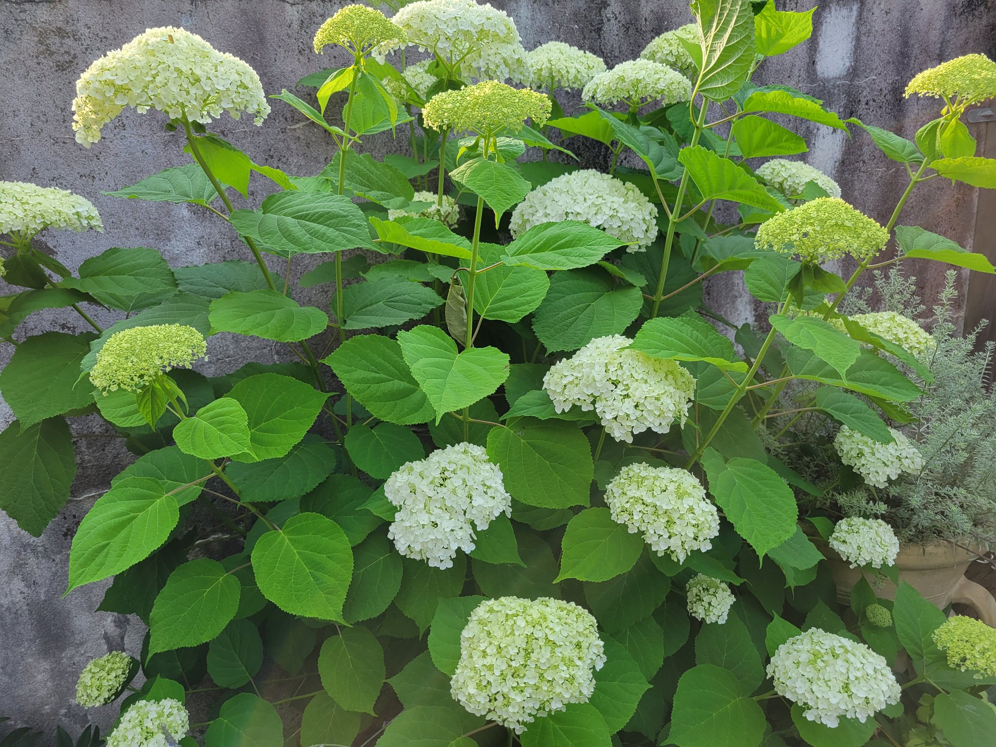 鎌倉スワニー 一週間前に小さかったアナベルが元気に咲いてきました これからホワイトカラーに変化していきます 今のライムグリーンのカラーが私のお気に入りです 鎌倉スワニー社長twitter 鎌倉スワニー ガーデン ガーデニング 紫陽花 T