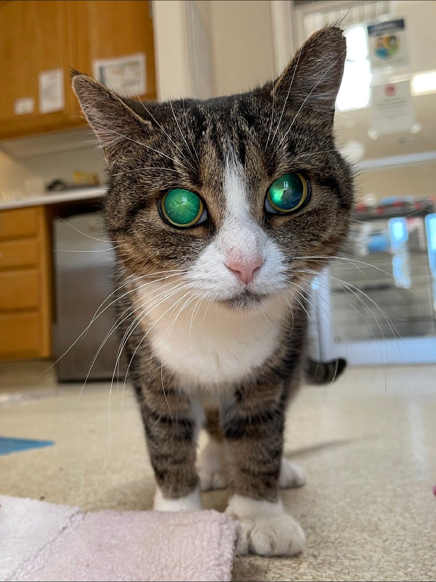 7-year-old Ember is a courageous blind cat who came to our Sanctuary in 2015 from a rescue group in New Jersey.

She's been waiting patiently for a home, and we couldn't be more excited to share that this special girl has been ✨ ADOPTED ✨ #AdoptAShelterCatMonth