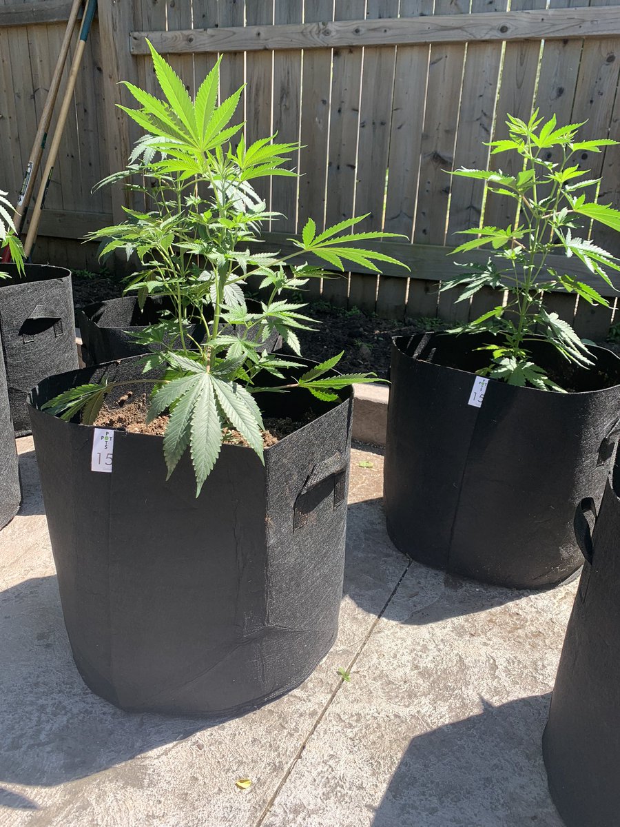 hometowngrows's tweet photo. Sent from a happy customer! These pots are only $9.99 each #fabricpot #growyourown #fourplants #outdoorseason #cannabis #niagara 💚💚💚💚 https://t.co/qk3ELKHnjW