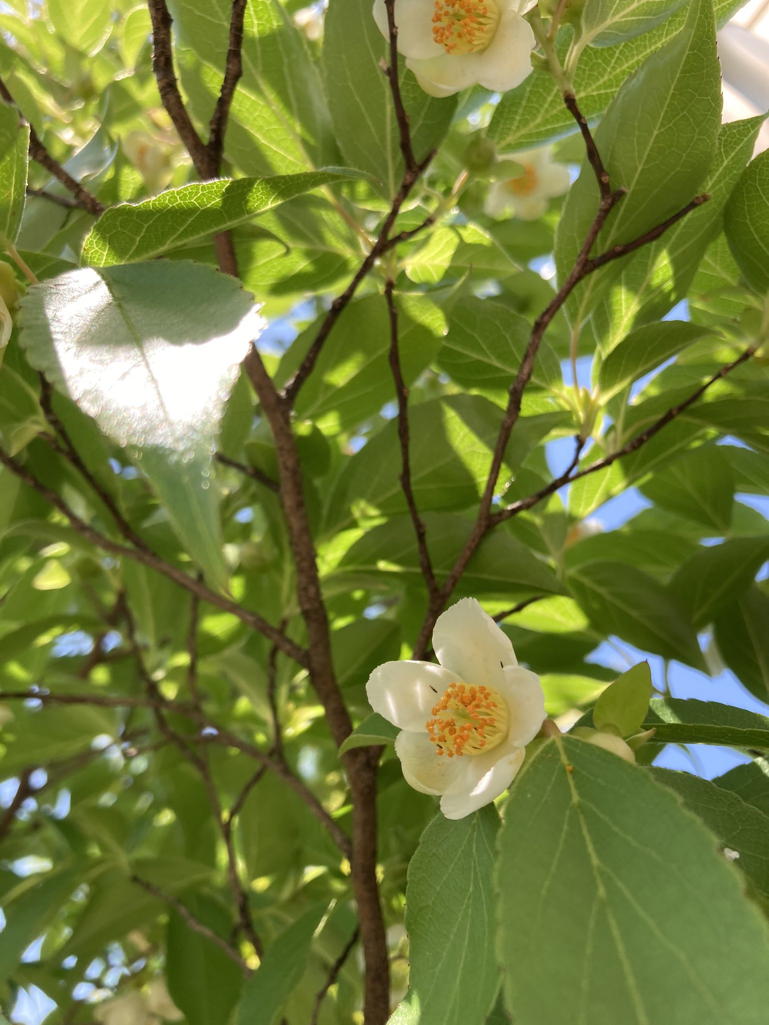 イッシー 食品バイヤー石川直樹 庭のヒメシャラが満開 初夏の花 2cmくらいのかわいい花 ツバキ化なので先終わると花がそのままポトっと落ちます T Co Lvcbmvhtrk Twitter イッシー 食品バイヤー石川直樹 庭のヒメシャラが満開 初夏の花 2cmくらいのかわいい花 ツバキ化なので先終わると花がそのままポトっと落ちます T Co Lvcbmvhtrk Twitter