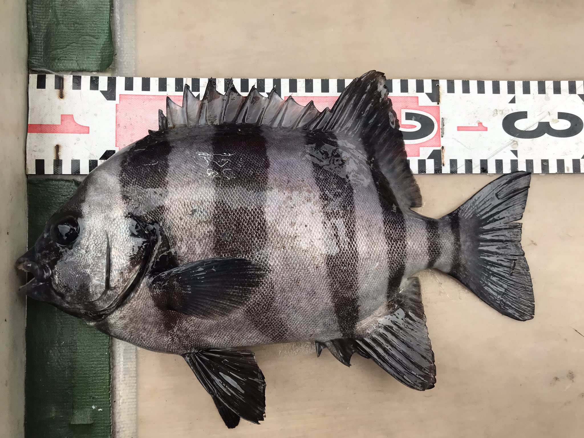 S K 髭オヤジ 勇竿スタッフ Al Twitter 明け方にはテトラ横でのフカセ釣りで31 のシマダイの釣果報告を頂けました 先端では深夜にシリアケイカに小さいタコの釣果報告を頂けました 朝はサビキでコノシロ ミャク釣りではカサゴ 投げ釣りではシロギスが釣れて