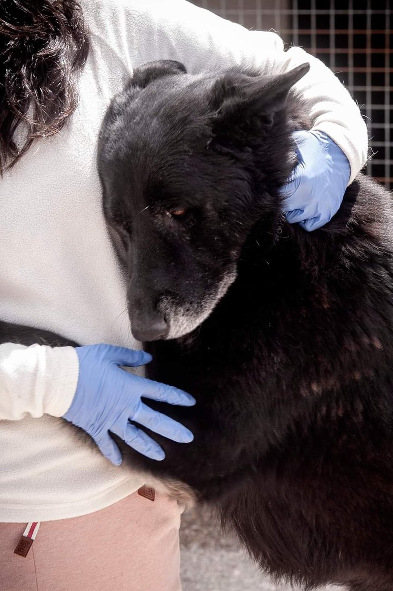 SilviaMylo's tweet photo. Solo tiene 4 añitos, tal vez parezca algo mayor pero es joven y aún así, nada para él, nunca nada por no ser de raza ni clarito... 😢 
La tristeza que invade su corazón traspasa la foto, puedes sentirla 💔😢
Orense
progapeourense@hotmail.com
😢 🆘 📢 📢 📢 📢 📢 📢 https://t.co/AGkbznI1Zn