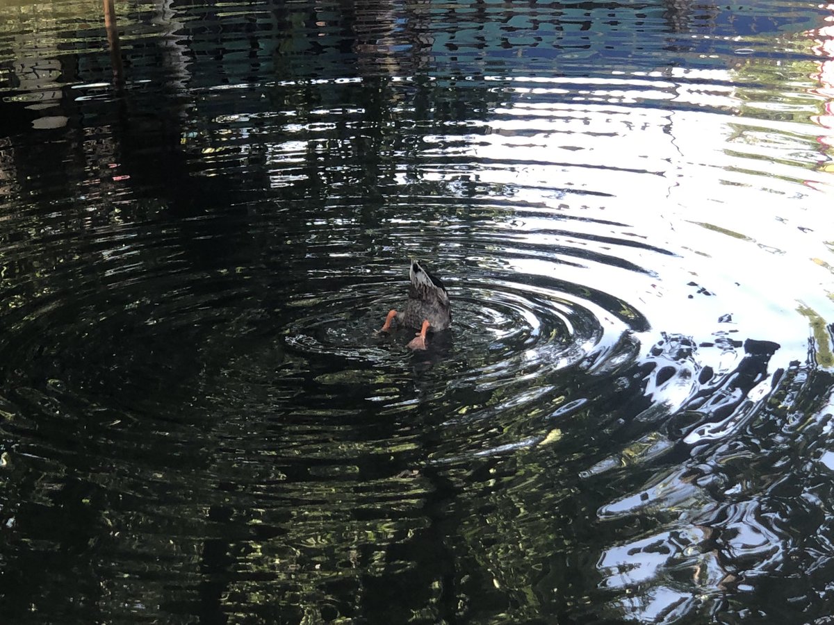 Ademir0527's tweet photo. #Disneyland duck #Buttcheck @kitra @OrdAdventures https://t.co/CULSKYQxDL