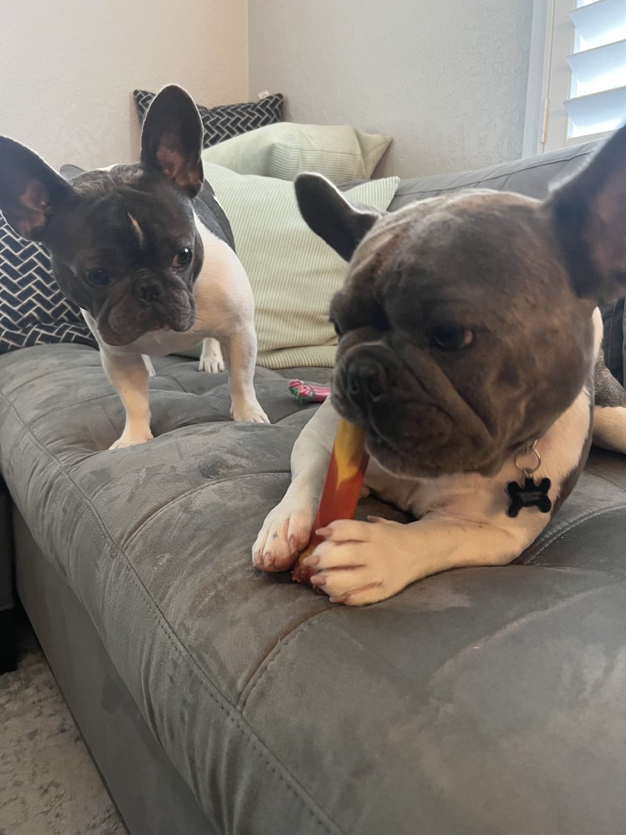 RockysRoad4's tweet photo. I’m hanging with my bro, Diesel, this weekend. He’s letting me share his favorite bone! Later, we went outside to play. #Frenchies #DogsofTwittter  #dogs https://t.co/beWuL2l1d4