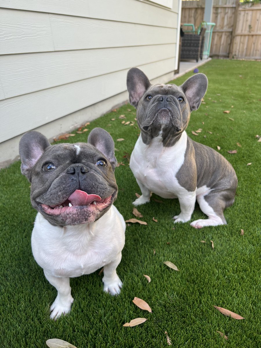 RockysRoad4's tweet photo. I’m hanging with my bro, Diesel, this weekend. He’s letting me share his favorite bone! Later, we went outside to play. #Frenchies #DogsofTwittter  #dogs https://t.co/beWuL2l1d4