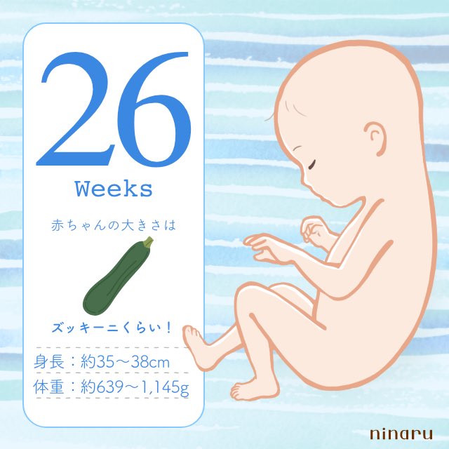 なつはな 夏華 初マタ30w 今日から26週 聞いてた通りズッキーニだった笑 もはや基準はわからんけど すくすく育ってるならヨシ T Co Haedypn55d Twitter