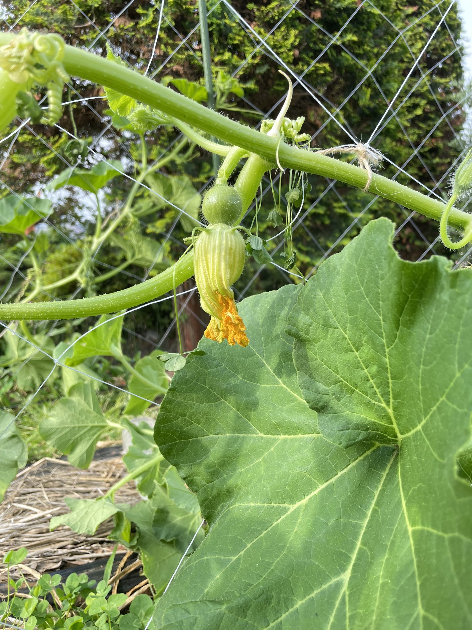 ゴン太郎 朝のパトロール 昨日誘引したかぼちゃ 雌花がついていたのでダメ元で 咲いていた雄花と花合わせ 花 と同じ節から白い根のような ヒゲが出てる なんじゃこりゃ 家庭菜園 かぼちゃ空中栽培 坊ちゃんかぼちゃ T Co Kmasi2niki ゴン太郎 朝のパトロール 昨日誘引したかぼちゃ 雌花がついていたのでダメ元で 咲いていた雄花と花合わせ 花 と同じ節から白い根のような ヒゲが出てる なんじゃこりゃ 家庭菜園 かぼちゃ空中栽培 坊ちゃんかぼちゃ T Co Kmasi2niki