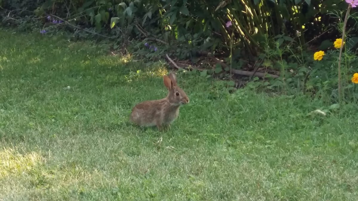 Arctic hare spotted just outside Iqaluit this spring. Easily three times the size of its 2,000-kilometre distant cousin seen on Montreal Island last summer. 
The Arctic herbivore is oddly more intimidating than its relative in the land of plenty, but almost as hard to spot :0)