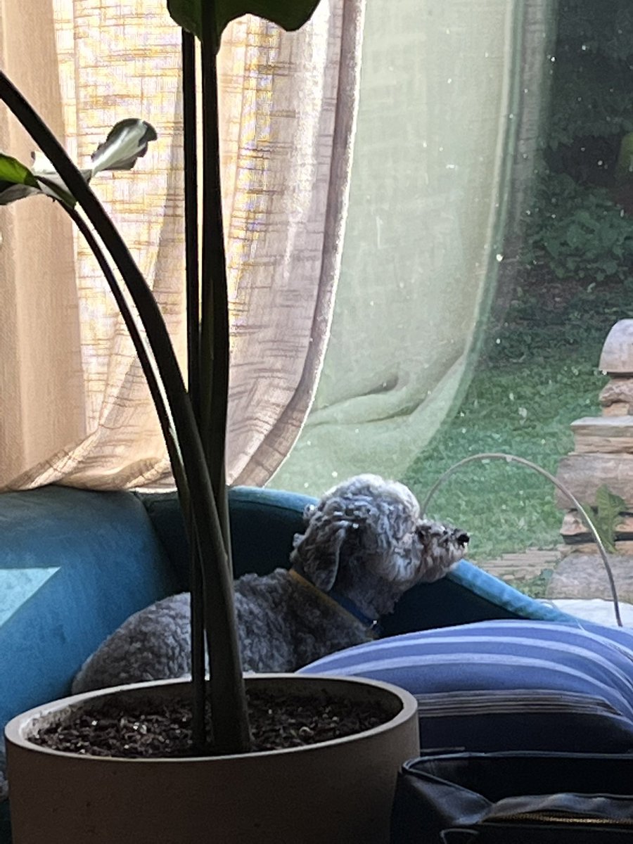 ZoeyCongressdog's tweet photo. @LeviFetterman Just hangin’ https://t.co/GFnq2156QK