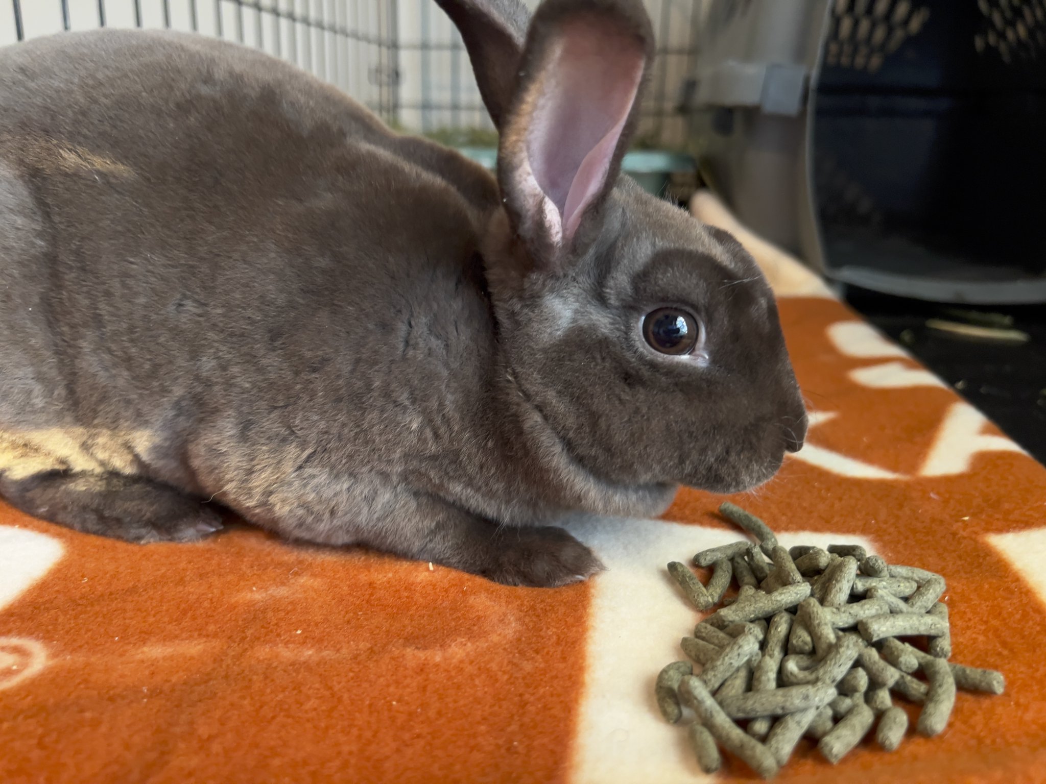 Daily Bunny Memes 🇺🇦 on Twitter "This is Coco Bean! I am fostering her