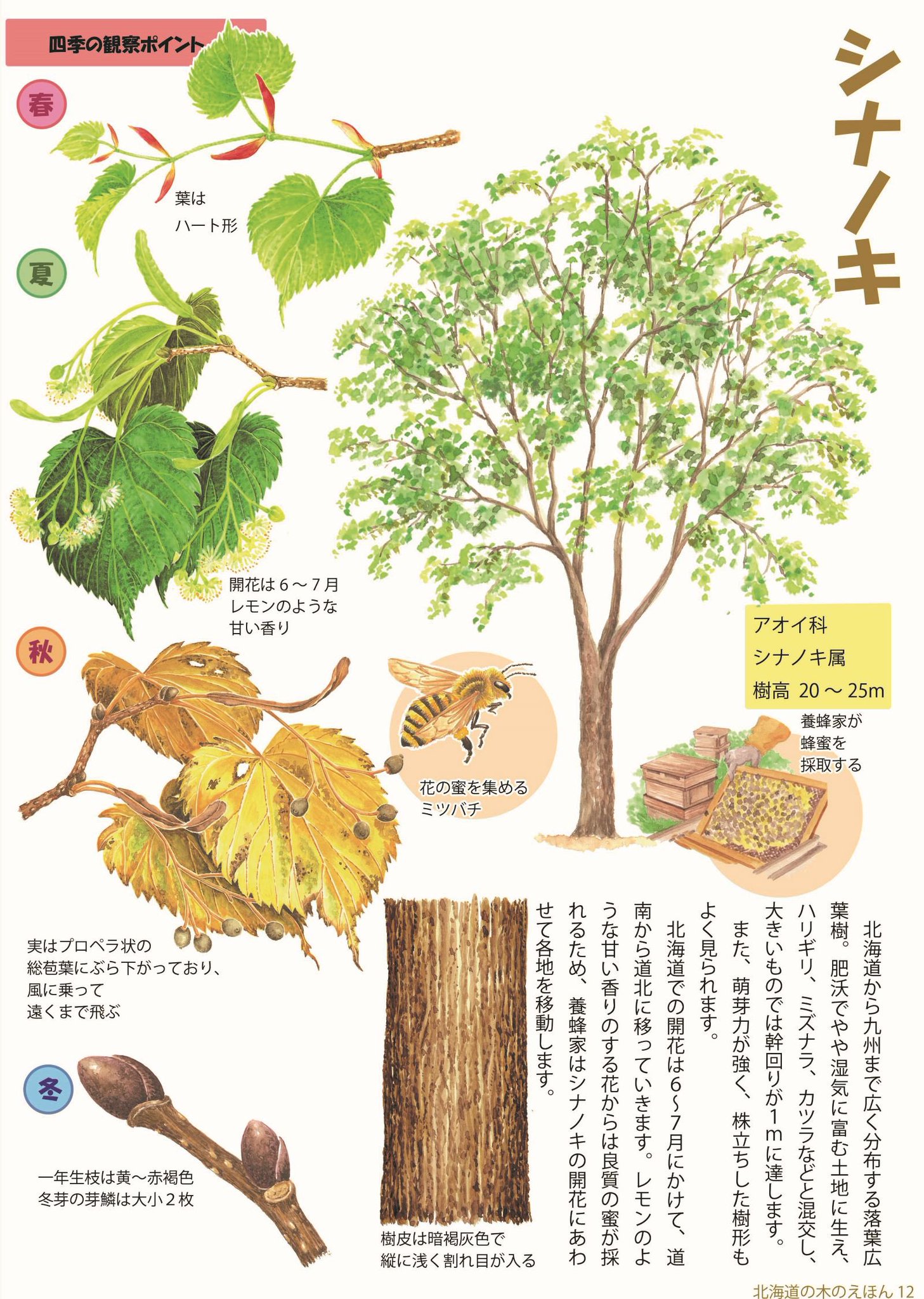 栃の木 樹齢450年七葉樹橡の木木製置物 【公式通販】