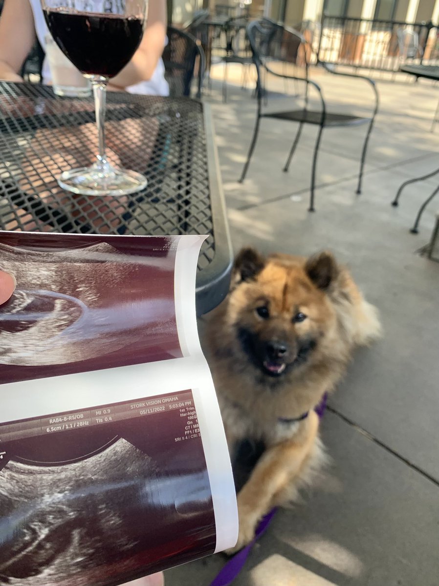 10 more days! ❤️🐾🖤

#heartlandeurasiers #eurasierpuppies #eurasier #nebraskaborn #useurasier