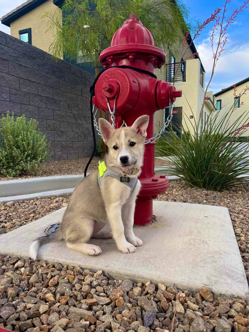 #huskylovers where you at?? 😍🥰 https://t.co/26c9p6eOBV<a href="/tag/huskylovers"class="tags">#huskylovers</a>