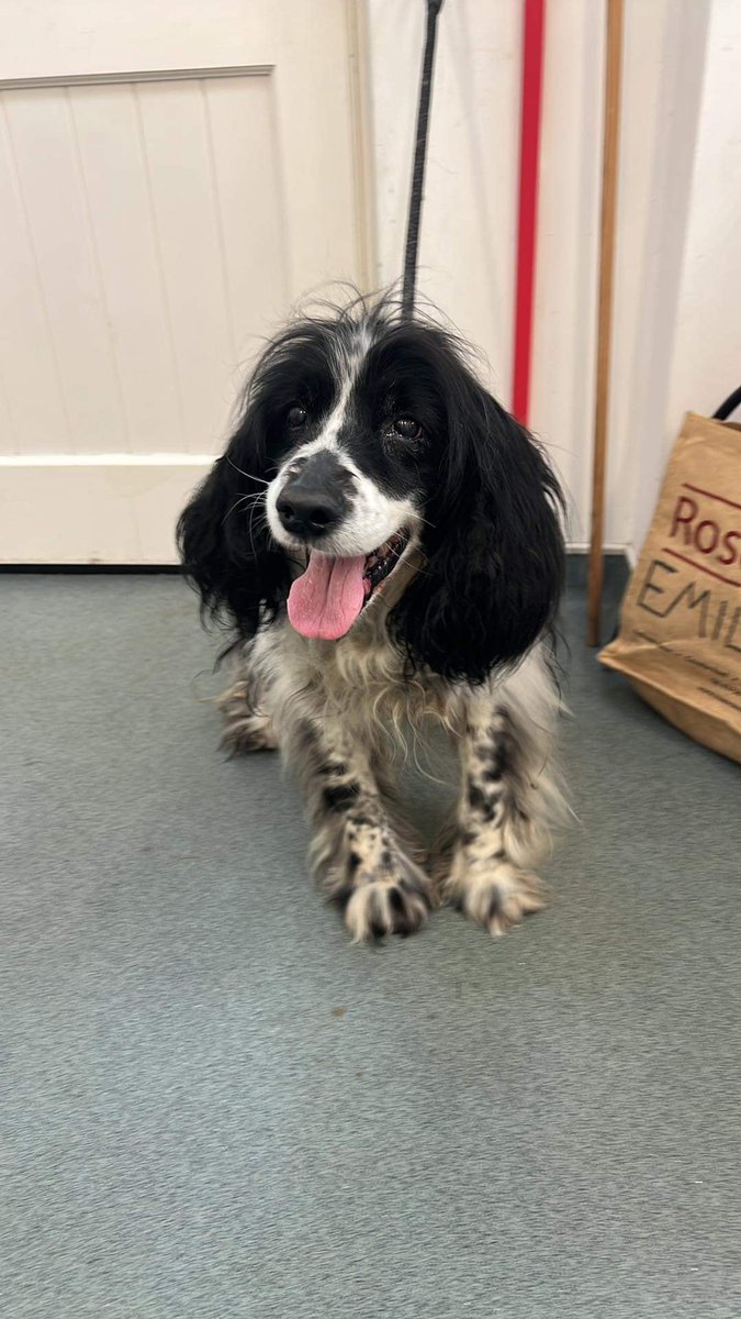 The_Animal_Team's tweet photo. This chap was found on the main road to #StJust #Penzance #Cornwall. He's not chipped. Now with Dog Warden. Any info at all or if you know the owner, please☎️01736 362215 &amp; they will point you in the right direction. Proof of ownership required. #StrayDog #FoundDog #FoundSpaniel https://t.co/8u49TKOK7Z