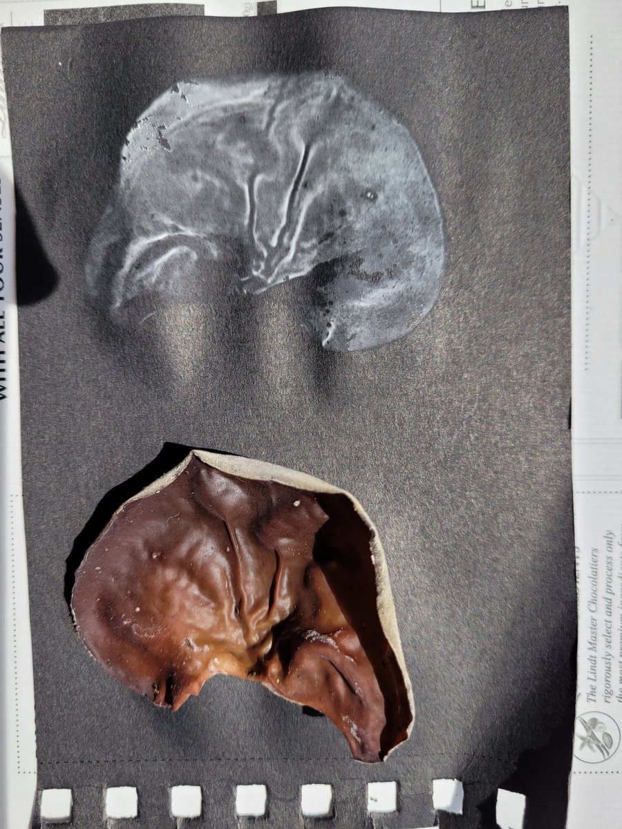 DaxOliverWriter's tweet photo. Jelly ear mushroom spore print
#mushroomtwitter #mushroom #nyc #newyork #newyorkcity #spore #sporeprint https://t.co/2zXlBecqP5